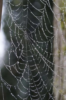 [7c729] ^R.e.a.d% Spider Web in a Corner with Dew Drops, for the Love of Nature: Blank 150 Page Lined Journal for Your Thoughts, Ideas, and Inspiration -  *e.P.u.b*