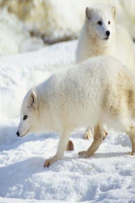 [56b5d] @Read^ Journal White Snow Fox: (Notebook, Diary, Blank Book) -  #P.D.F%