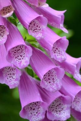 [29862] #Read% Close-Up of Beautiful Foxglove Flowers Gardening Journal: 150 Page Lined Notebook/Diary -  !e.P.u.b^
